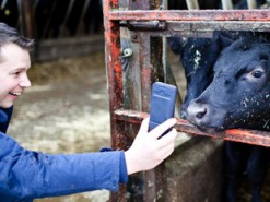 В Британии запустят Tinder для коров