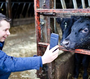 В Британии запустят Tinder для коров