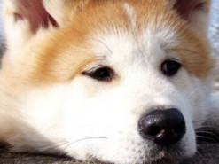 «Щекастый» щенок покорил пользователей Сети