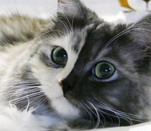 Кошка-химера стала звездой соцсетей