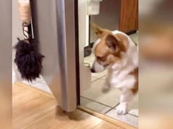 Пес принес пиво хозяину и стал звездой Сети