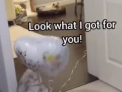 Кошка умилила попытками сделать подарок хозяйке