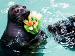 Видео с дарящим цветы своей подруге тюленем умилило пользователей Сети