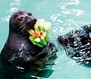 Видео с дарящим цветы своей подруге тюленем умилило пользователей Сети