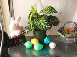 Пользователи сети уже три года поливают растение через интернет