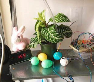 Пользователи сети уже три года поливают растение через интернет