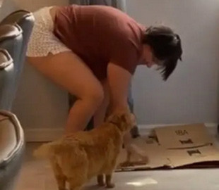 Мужчина показал коту, как правильно точить когти и рассмешил Сеть