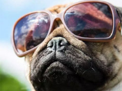 Разработаны очки для управления поведением собак