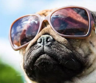 Разработаны очки для управления поведением собак