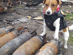 Пес-піротехнік Патрон приміряв вишиванку від підписниці (фото)