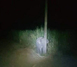 У Таїланді слоненя, захоплене за крадіжкою, спробувало сховатися за стовпом