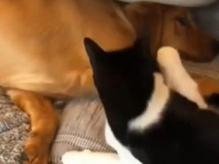 Пес одним движением научил настырного кота летать