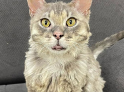 Любить грати та знає команди: нові фото обгорілого в Андріївці кота Фенікса