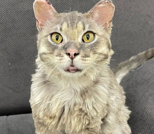 Любить грати та знає команди: нові фото обгорілого в Андріївці кота Фенікса