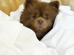 Похожий на медвежонка маленький шпиц стал звездой соцсетей