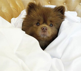 Похожий на медвежонка маленький шпиц стал звездой соцсетей