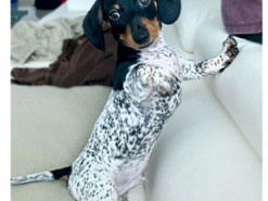 Такса необычного окраса очаровала соцсети - она похожа на пеструю коровку