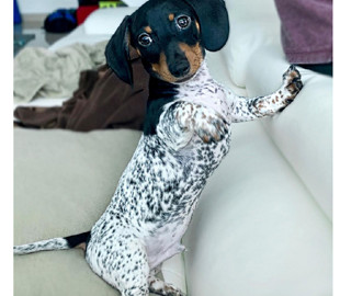 Такса необычного окраса очаровала соцсети - она похожа на пеструю коровку