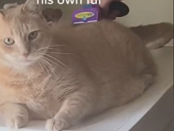 Кот увидел свою шерсть после расчесывания и начал курьезно ругаться на хозяйку