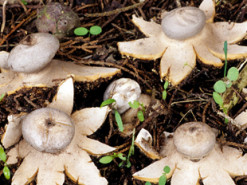 Мешканець Дніпра знайшов чудернацький гриб у лісі