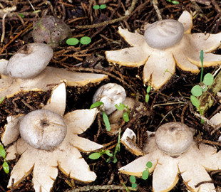 Мешканець Дніпра знайшов чудернацький гриб у лісі