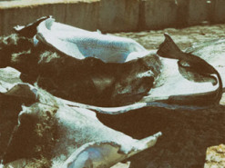 "Підводний човен з бойовими гусаками?": міноборони рф насмішило "поясненням" удару по Одеському порту