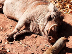 Катающийся на спине бородавочника мангуст стал звездой Сети