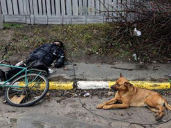 Верный пес не покинул владельца, которого расстреляли российские оккупанты. ФОТО