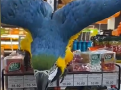 Курьез: в харьковском супермаркете попугай ара устроил погром