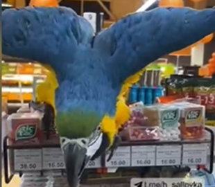 Курьез: в харьковском супермаркете попугай ара устроил погром
