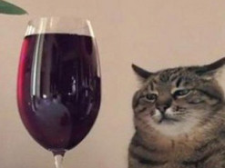 Кот стал популярен из-за своего грустного образа за бокалом вина