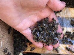 На Закарпатье погибли восемь миллионов пчел, которых отправили заказчику «Укрпочтой»