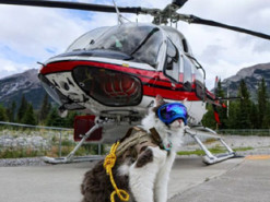 Коты-путешественники стали хитом социальных сетей