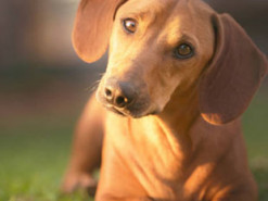 Сеть рассмешила такса, которая пыталась забраться на детскую горку