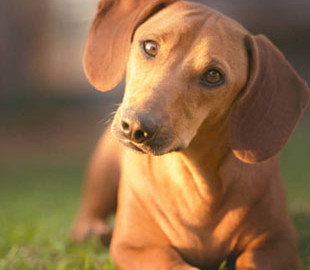 Сеть рассмешила такса, которая пыталась забраться на детскую горку