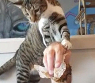 Кошка боролась с посетителем кафе за маффин