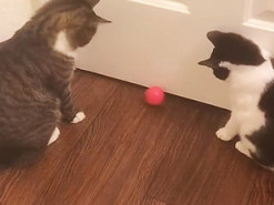 Игра двух кошек-подружек с шариком позабавила интернет