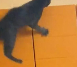 Кот ослушался хозяйку и шлёпнулся со шкафа