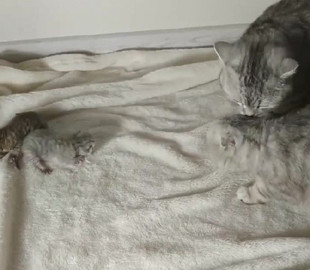 Знакомство папы-кота со своим потомством попало на видео