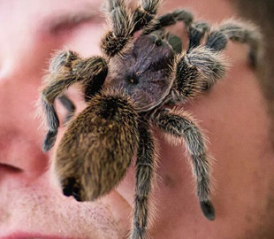 Мешканець Британії завів 300 павуків заради психічного здоров'я