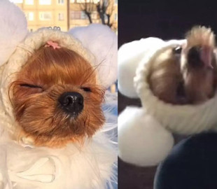 Ненавидящая одеваться собака собрала миллионные просмотры