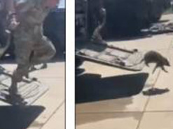 В Сети появился ролик, как американские солдаты разбегаются при виде енота