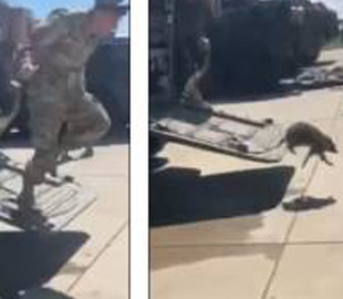 В Сети появился ролик, как американские солдаты разбегаются при виде енота