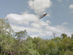 Обнаруженный в Google Maps «НЛО» оказался бабочкой