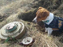 Щасливчик Патрон: український собака-сапер став зіркою інтернету