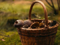 На Волині знайшли білий гриб-гігант, за яким може сховатися грибник