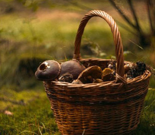 На Волині знайшли білий гриб-гігант, за яким може сховатися грибник