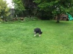 Оптическая иллюзия с «половиной» собаки стала новым мемом