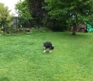 Оптическая иллюзия с «половиной» собаки стала новым мемом