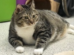 В США через фейсбук нашли хозяина толстому коту по кличке Пончик